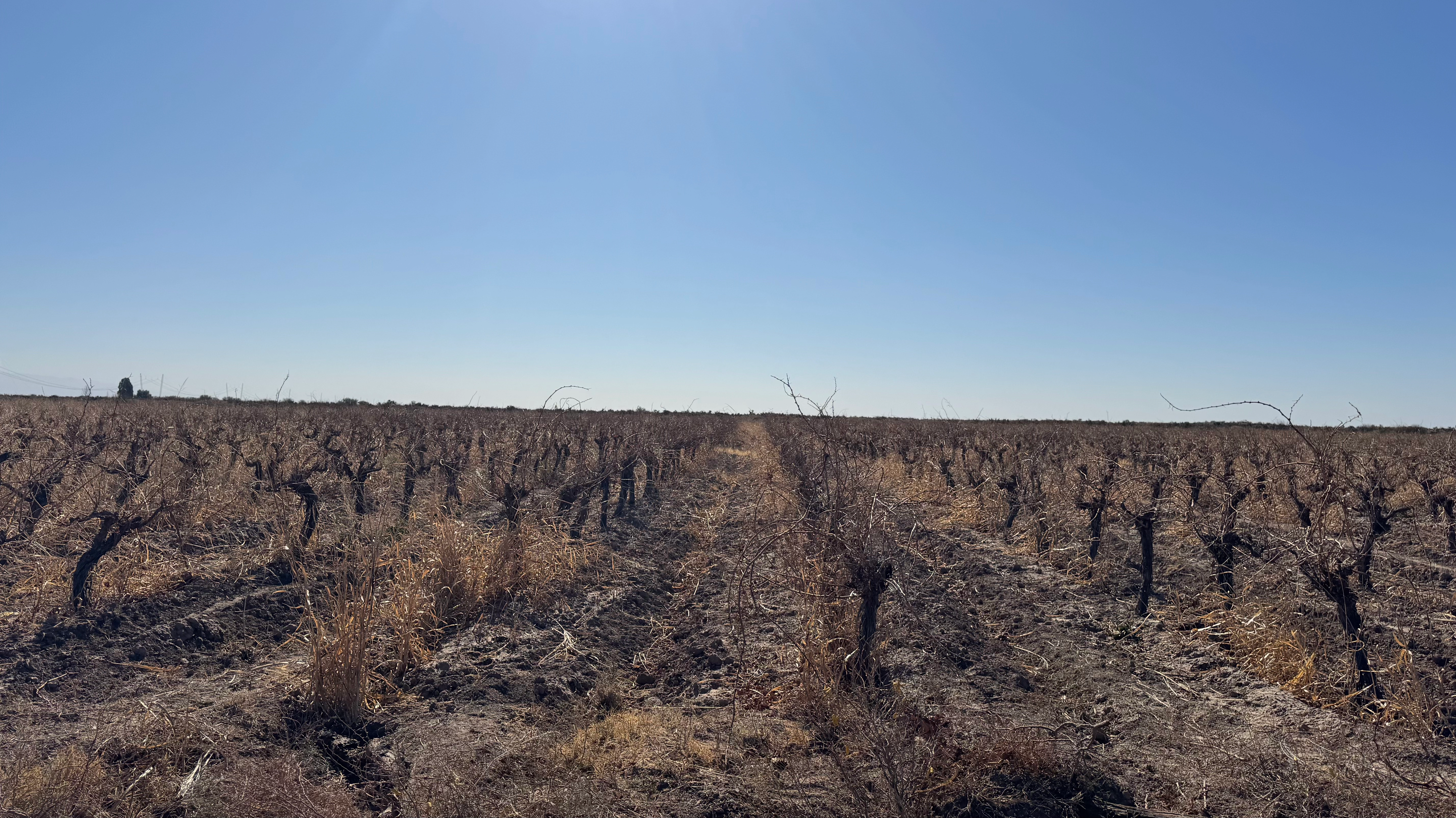 Sistema de Riego Tecnificado y Fertirriego en Luján de Cuyo